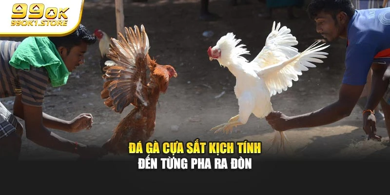 Đá gà cựa sắt kịch tính đến từng pha ra đòn
