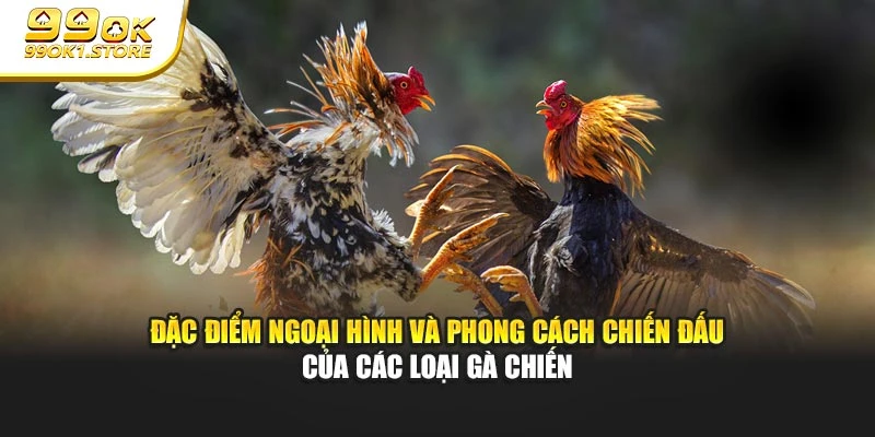 Đặc điểm ngoại hình và phong cách chiến đấu của các loại gà chiến
