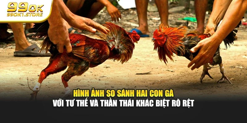 Hình ảnh so sánh hai con gà với tư thế và thần thái khác biệt rõ rệt